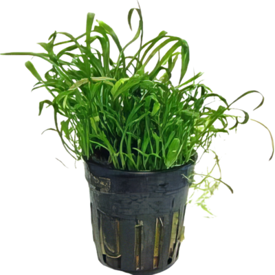 Five Potted Plants New Zealand Grass Plant Lilaeopsis Novae Zelandiae