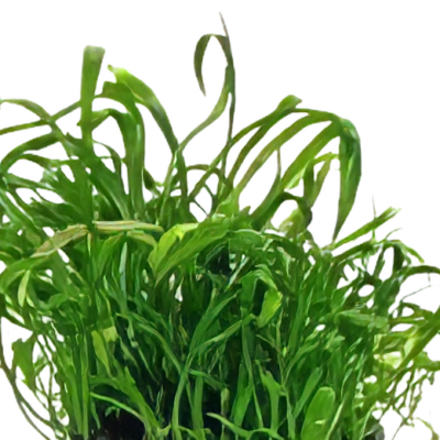 Five Potted Plants New Zealand Micro Sword Plant Lilaeopsis Novae Zelandiae