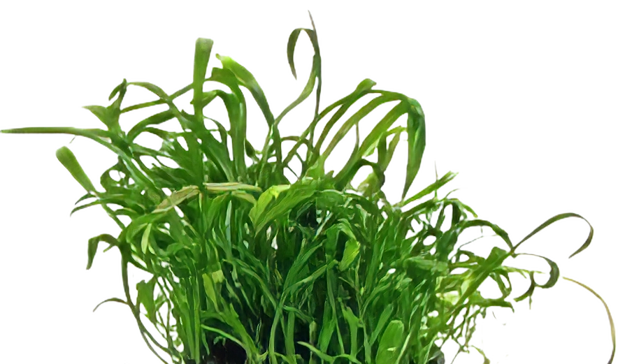 Five Potted Plants New Zealand Micro Sword Plant Lilaeopsis Novae Zelandiae