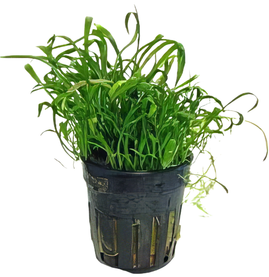 Five Potted Plants New Zealand Grass Plant Lilaeopsis Novae Zelandiae