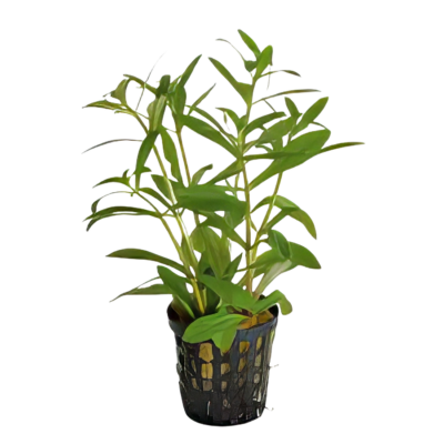 Five Potted Plants Aromatic Limnophila Plant Limnophila Aromatica