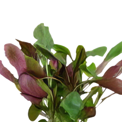 Five Bunched Plants Dwarf Cardinal Plant Lobelia Cardinalis
