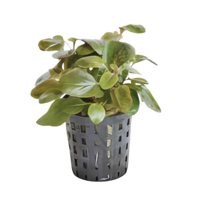 Five Potted Plants Dwarf Cardinal Plant Lobelia Cardinalis