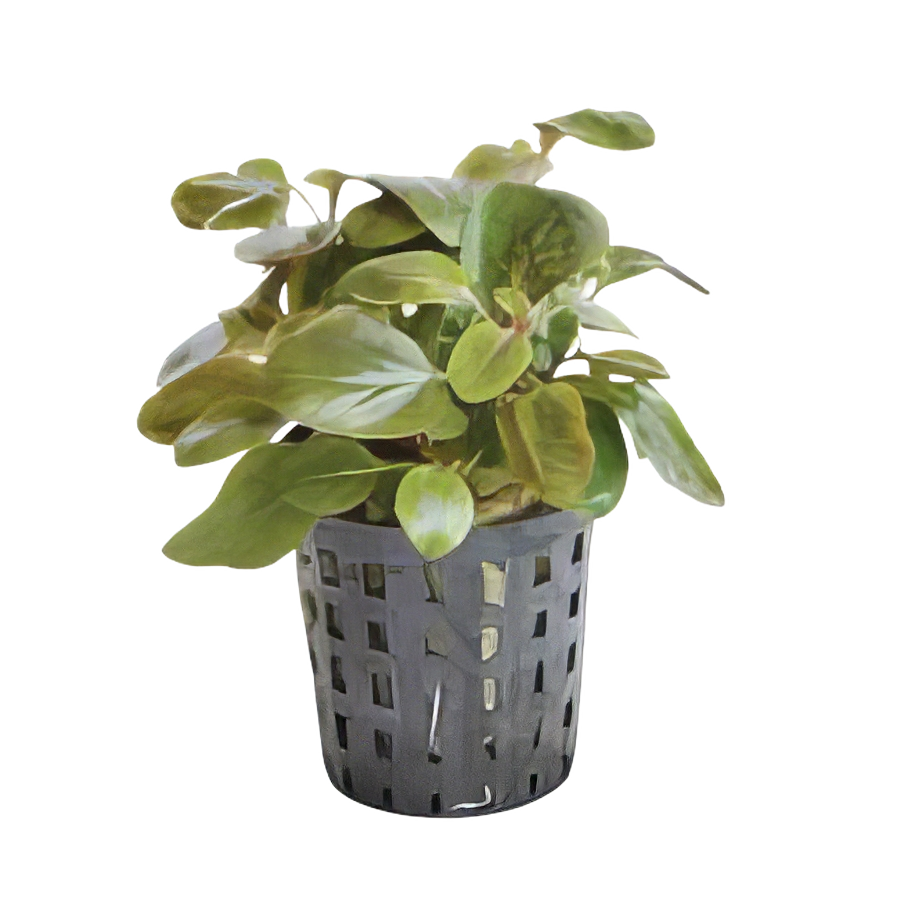 Five Potted Plants Dwarf Cardinal Plant Lobelia Cardinalis