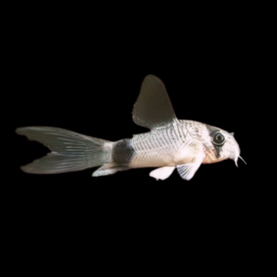 20 x Panda Long Fin Corydoras 2,5-3cm