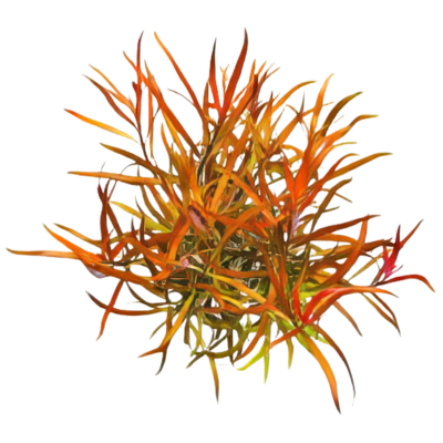 Five Potted Plants Narrow Leaf Ludwigia Plant Ludwigia Brevipes