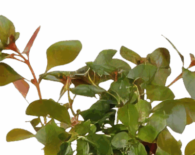 Five Bunched Plants Submersed Creeping Ludwigia Plant Ludwigia Repens