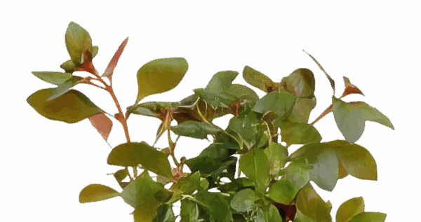Five Bunched Plants Submersed Creeping Ludwigia Plant Ludwigia Repens