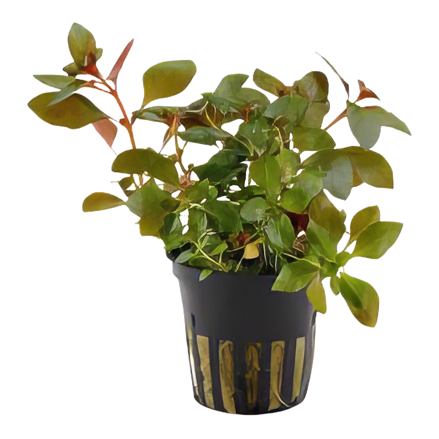 Five Potted Plants Creeping Rush Plant Juncus Repens