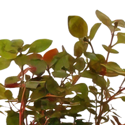 Five Bunched Plants Super Red Ludwigia Plant Ludwigia Repens