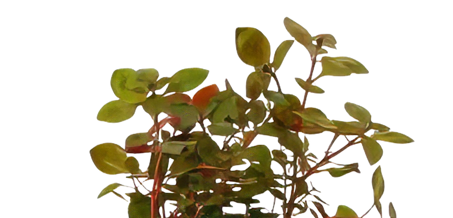 Five Bunched Plants Super Red Ludwigia Plant Ludwigia Repens