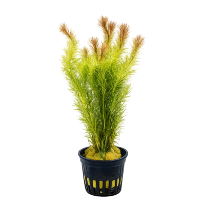 Five Potted Plants Red Needle Herb Plant Mayaca Sellowiniana