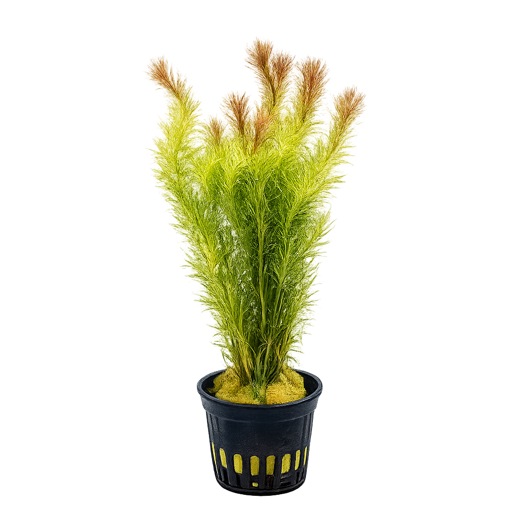Five Potted Plants Red Needle Herb Plant Mayaca Sellowiniana