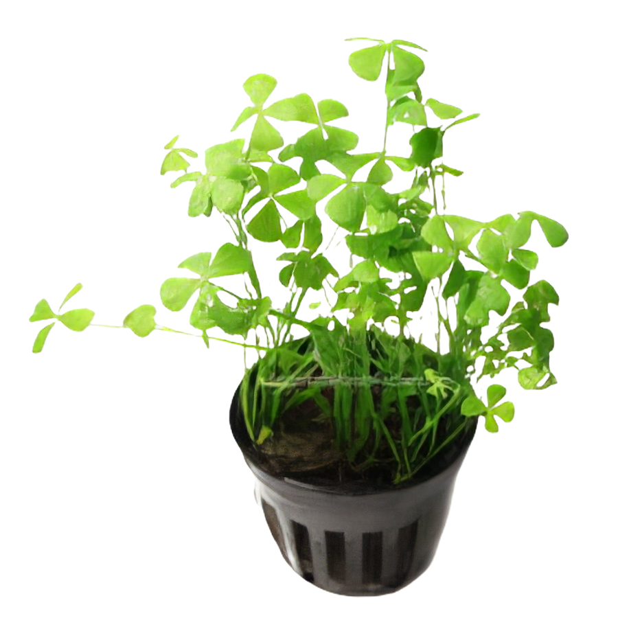 Five Potted Plants Four Leaf Clover Plant Marsilea Crenata