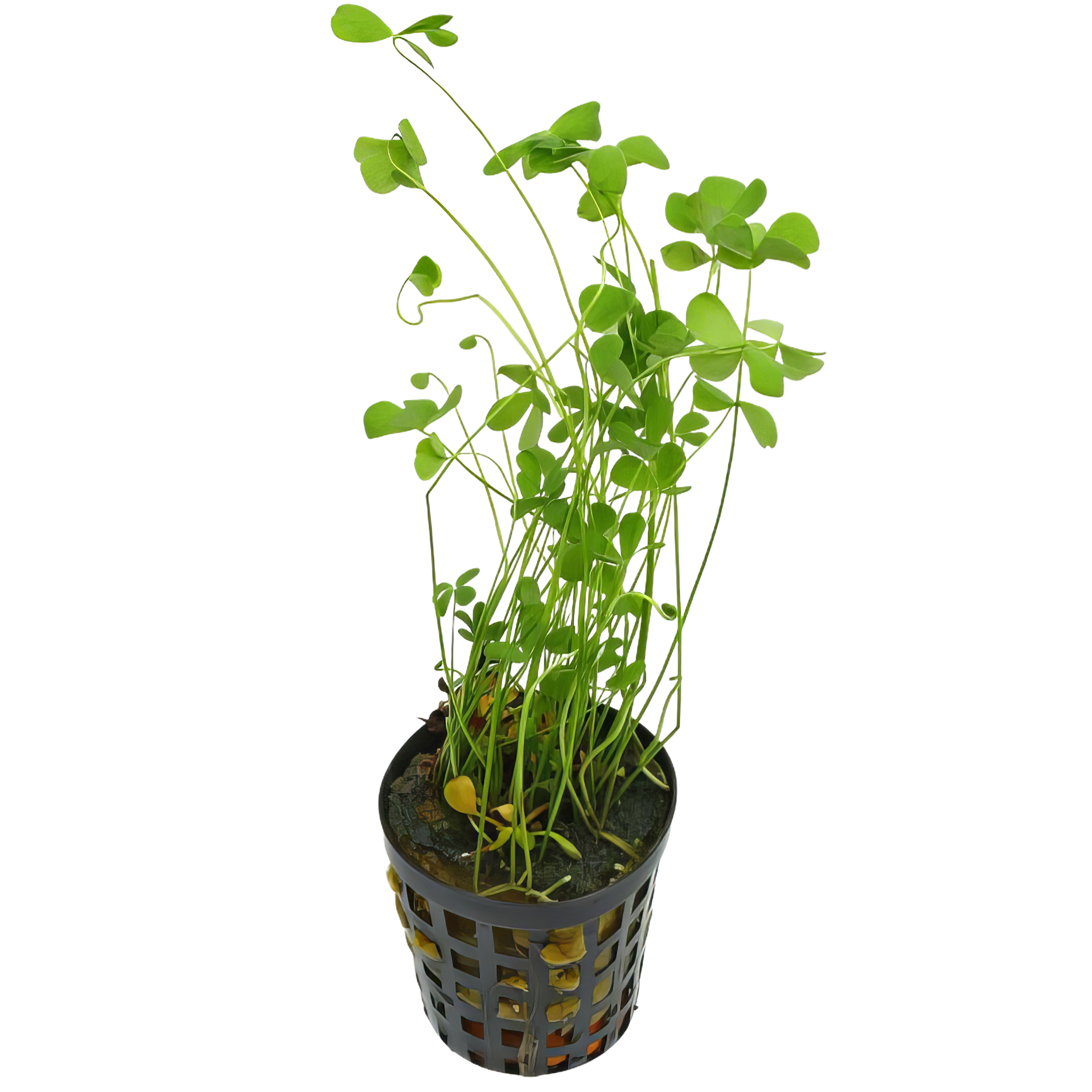 Five Potted Plants Dwarf Four Leaf Clover Plant Marsilea Hirsuta