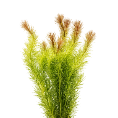 Five Bunched Plants Red Needle Herb Plant Mayaca Sellowiniana