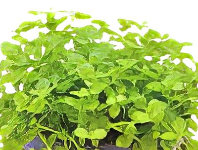 Five Potted Plants Monte Carlo Plant Micranthemum Monte Carlo