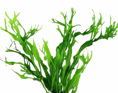 Five Bunched Plants Windelov Java Fern Plant Microsorium Windelov