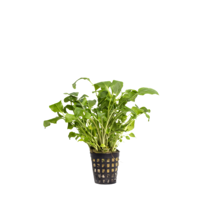 Five Potted Plants Lake Water Cress Plant Neobeckia Aquatica