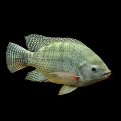 10 x Nile Tilapia 5cm