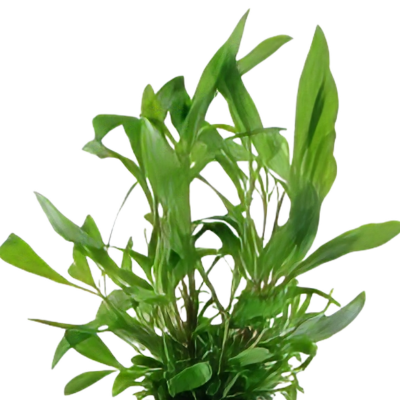 Five Bunched Plants Giant Hygro Plant Nomaphila Siamensis