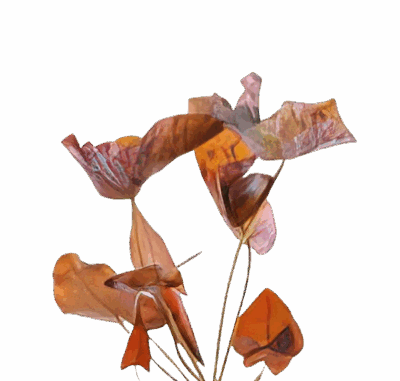 Five Bunched Plants Red Tiger Lotus Bulb Plant Nymphea Rubra