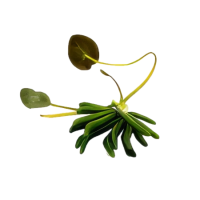 Five Potted Plants Banana Plant Nymphoides Aquatica
