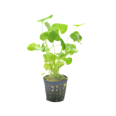 Five Potted Plants Taiwan Lotus Plant Nymphoides sp. Taiwan