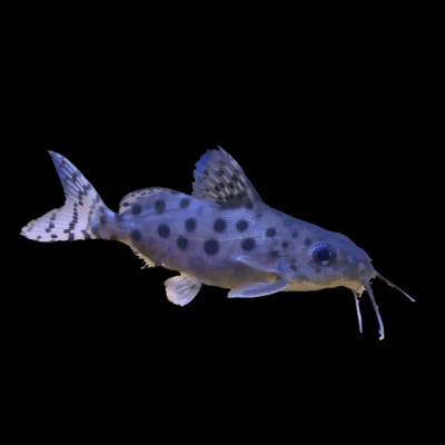 10 x Ocellifer Synodontis 5cm