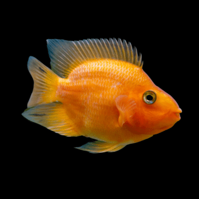 10 x Orange Parrot Fish Hybrid 5cm