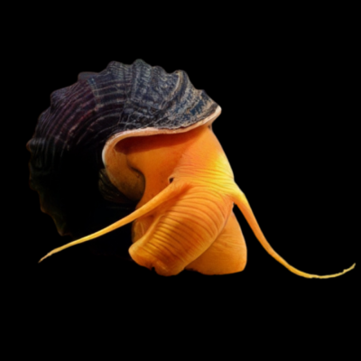 40 x Orange Rabbit Snail Tylomelania 5cm