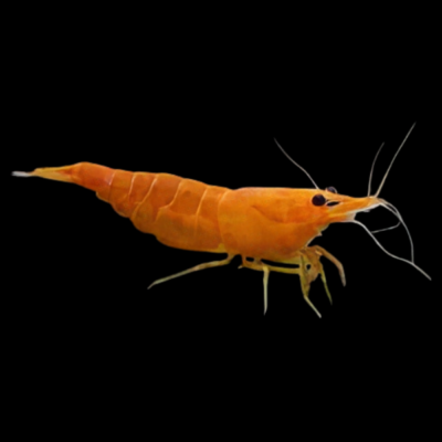 30 x Sakura Orange Shrimp Neocaridina 1.5cm