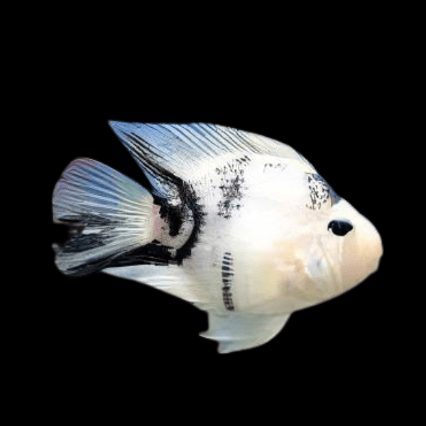 10 x Panda Parrot Fish 5cm