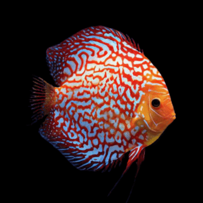 1 x Pigeon Blood Discus 13cm