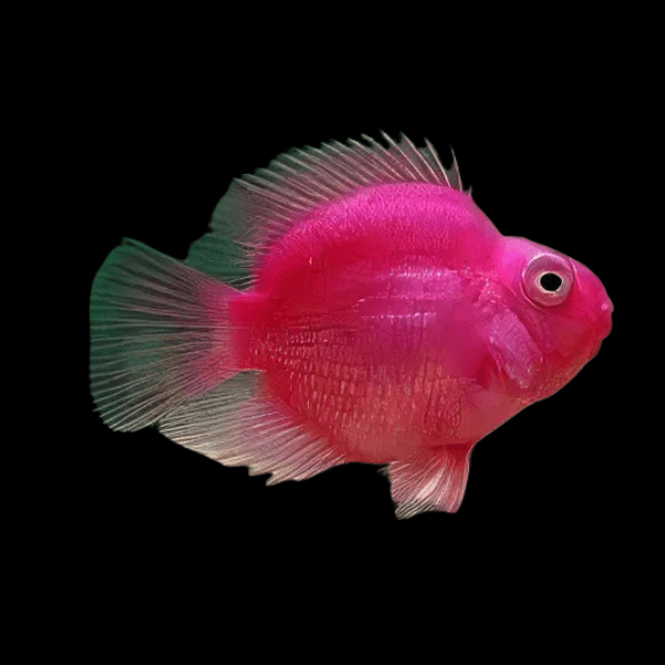 10 x Pink Parrot Fish Hybrid 5cm
