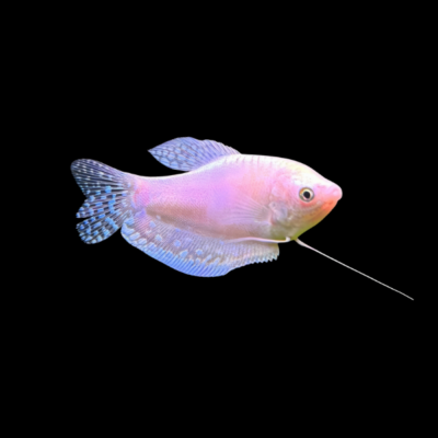 10 x Platinum Gold Gourami 5cm