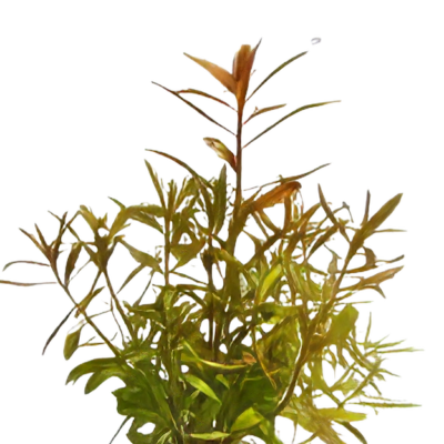 Five Potted Plants Mermaid Weed Plant Proserpinaca Palustris