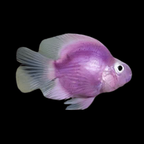 10 x Purple Parrot Fish Hybrid 5cm