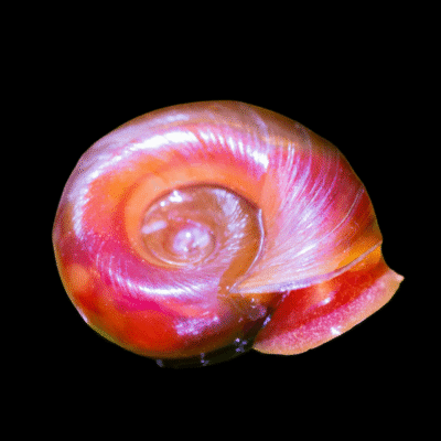 40 x Pink Ramshorn Snail Planorbella 1.5cm