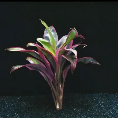 Five Potted Plants Red Dracena Plant Dracena Species