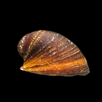 40 x Red Lips Snail Nerite 1.5cm