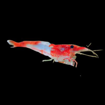 30 x Red Rili Shrimp Neocaridina 1.5cm