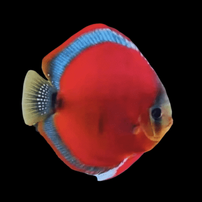 1 x Red Rose San Merah Discus 13cm