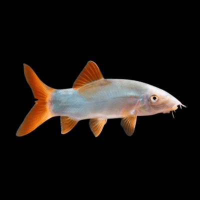 20 x Red Tailed Blue Loach 5cm