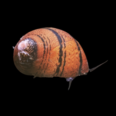40 x Ring Snail Nerite 1.5cm