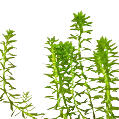 Five Potted Plants Fluffy Red Banana Plant Rotala Nanjenshan