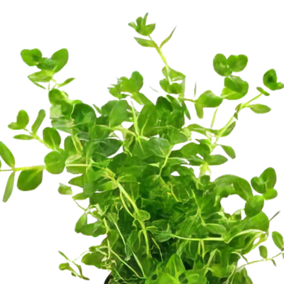 Five Bunched Plants Green Rotala Plant Rotala Rotundifolia Indica