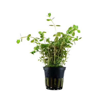 Five Potted Plants Round Leaf Tooth Cup Plant Rotala Rotundifolia