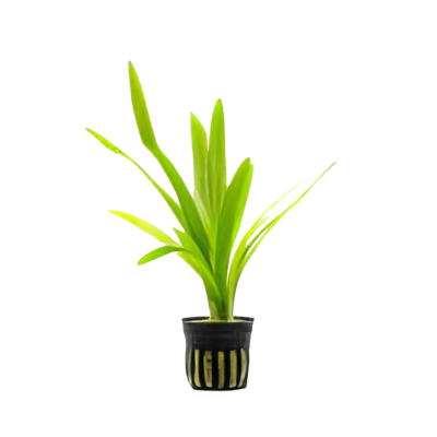 Five Potted Plants Broad Leaved Arrowhead Plant Sagittaria Platyphylla