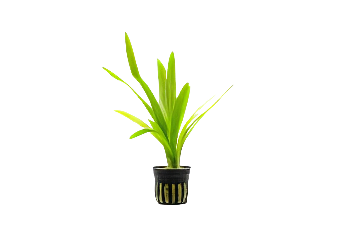 Five Potted Plants Broad Leaved Arrowhead Plant Sagittaria Platyphylla